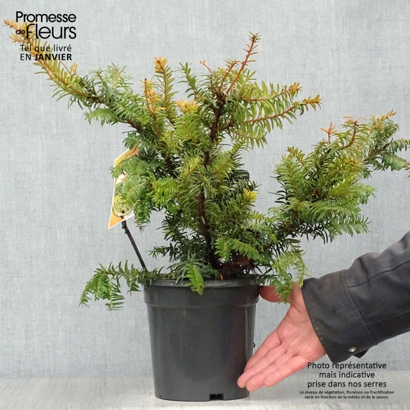 Example of Taxus baccata Summergold - If commun doré Pot van 2 l/3 l as you get in hiver