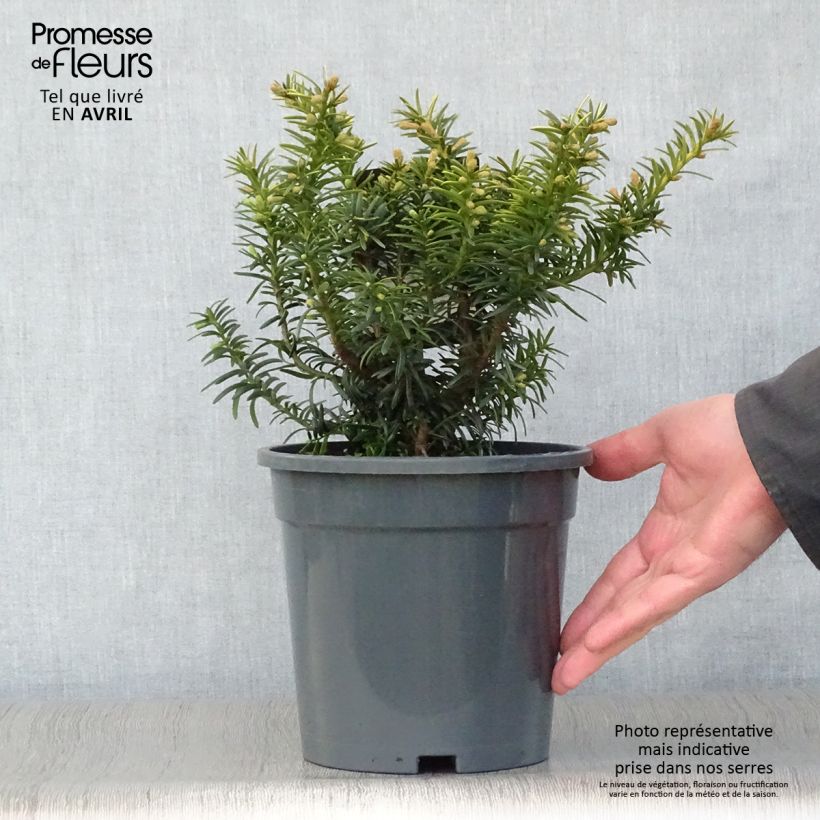 Exemplaar van Taxus baccata Summergold - Venijnboom Pot van 2 l/3 l zoals geleverd in de lente