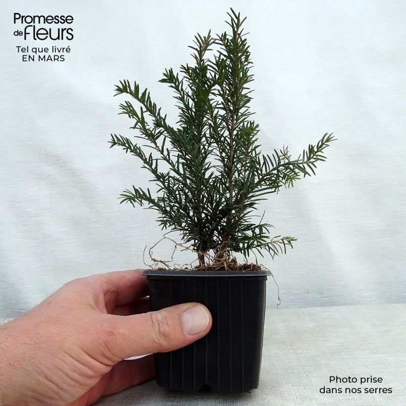 Exemplaar van Taxus baccata - Venijnboom Kweekpotje van 8/9 cm zoals geleverd in de lente