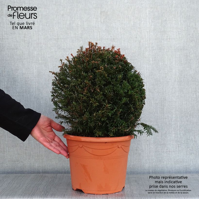 Example of Taxus baccata - Venijnboom in bolvorm Pot van 7,5 l/10 l as you get in hiver