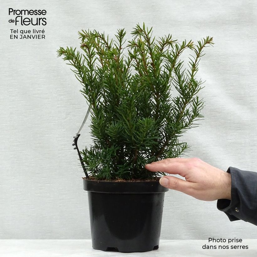 Example of Taxus media Densiformis - If hybride Pot van 2 l/3 l as you get in hiver
