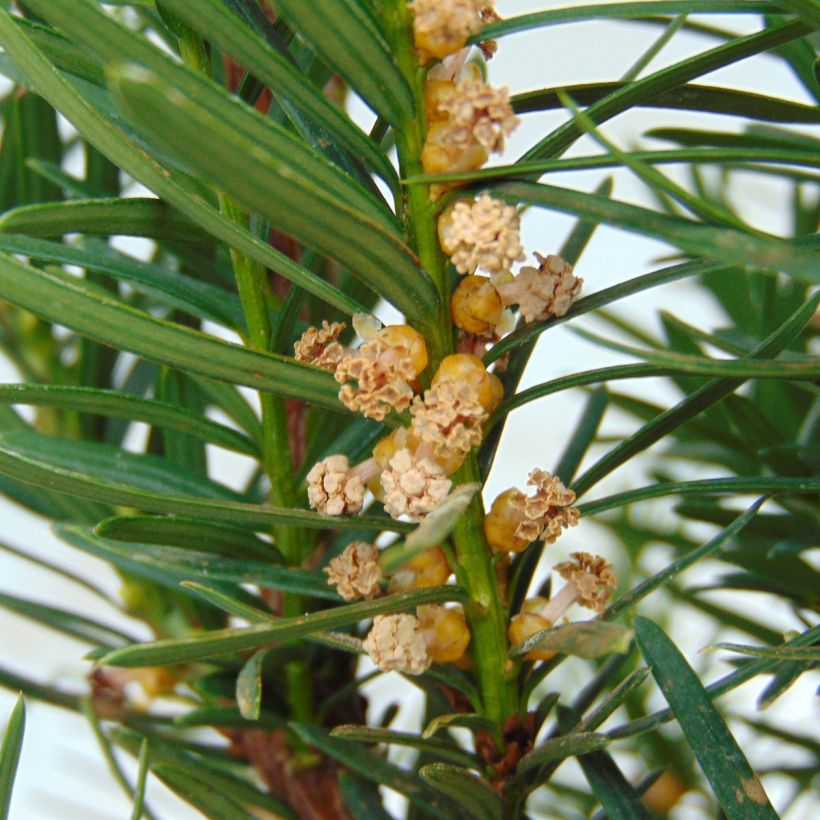 Taxus media Densiformis - Venijnboom (Flowering)