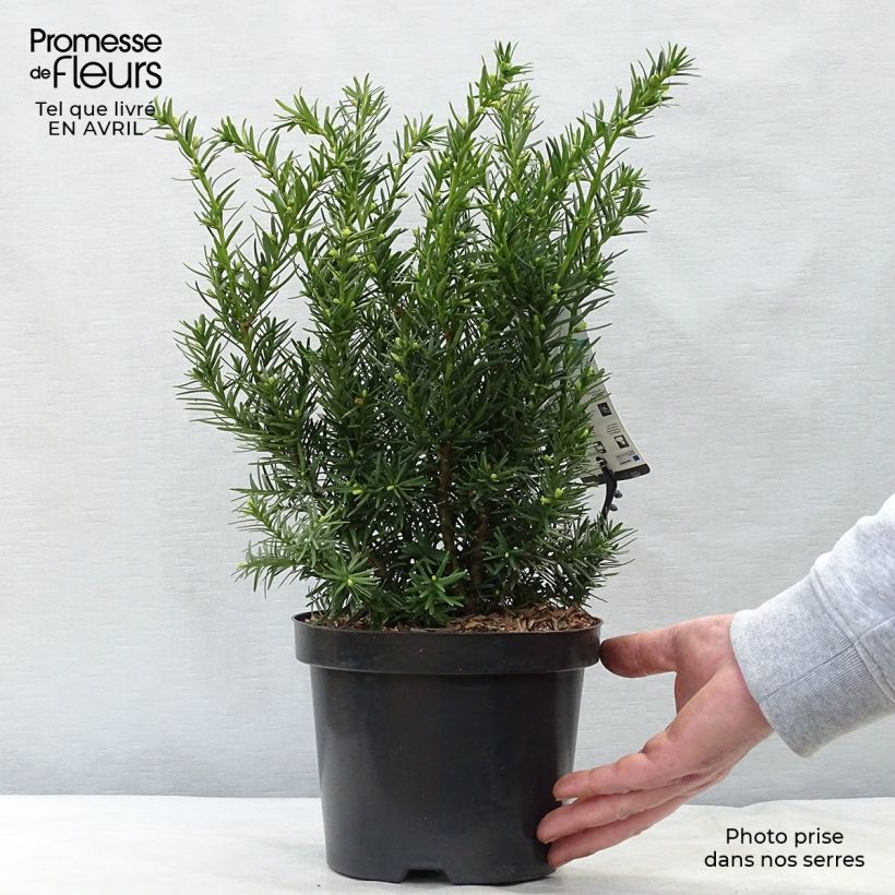 Exemplaar van Taxus media Densiformis - Venijnboom Pot van 2 l/3 l zoals geleverd in de lente