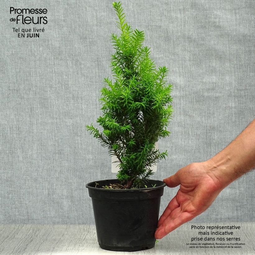 Exemplaar van Taxus media Densiformis - Venijnboom Pot van 2 l/3 l zoals geleverd in de zomer