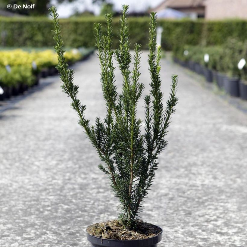 Taxus media Hillii - Venijnboom (Plant habit)