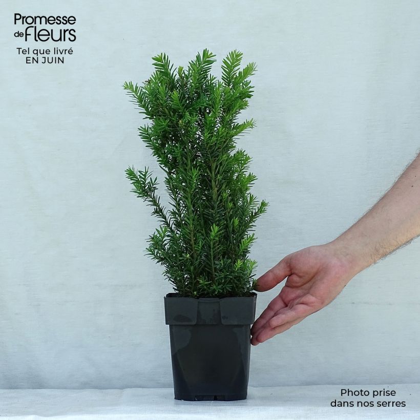 Exemplaar van Taxus media Hillii - Venijnboom Pot van 2 l/3 l zoals geleverd in de zomer