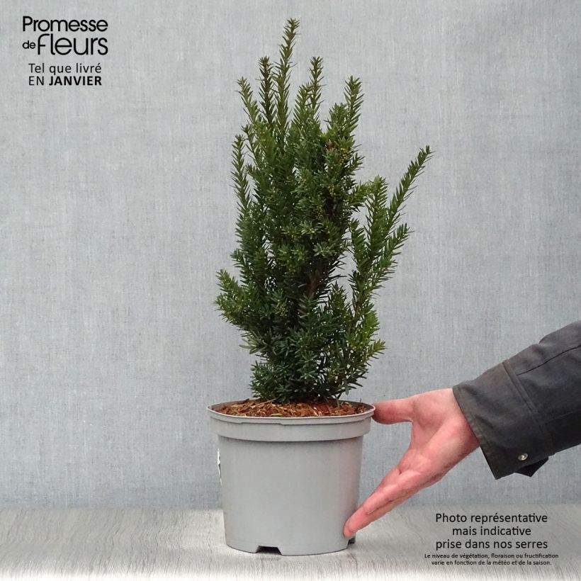 Example of Taxus media Hillii - If hybride Pot van 2 l/3 l as you get in hiver