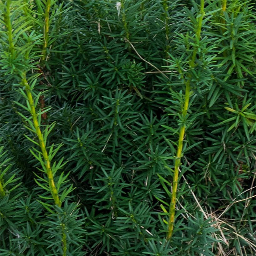 Taxus media Hicksii - Venijnboom (Foliage)