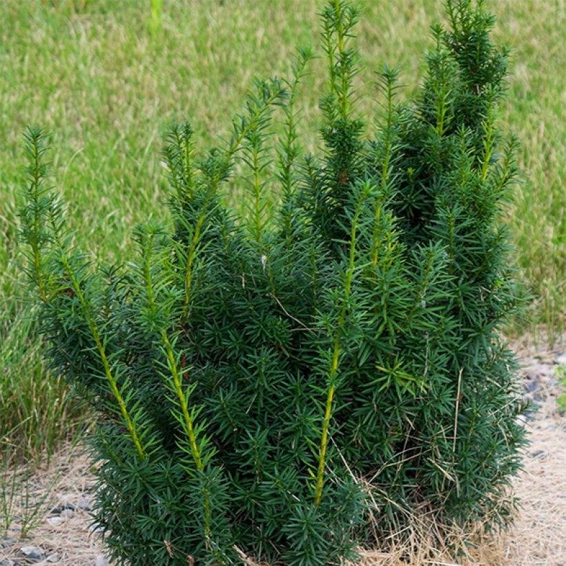 Taxus media Hicksii - Venijnboom (Plant habit)