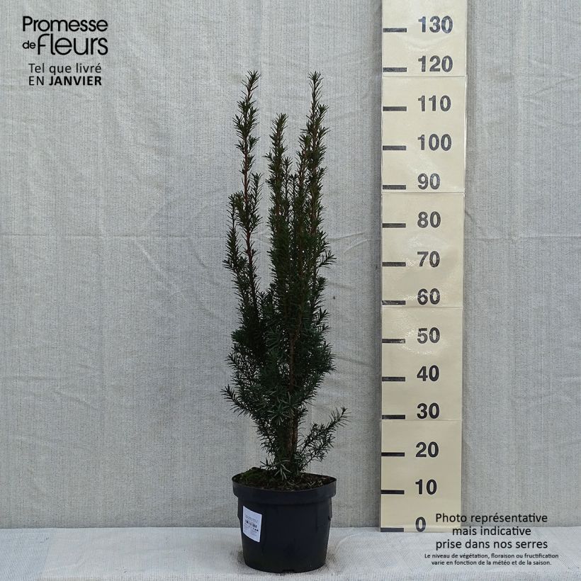 Example of Taxus media Hicksii - Venijnboom Pot van 7,5 l/10 l as you get in hiver