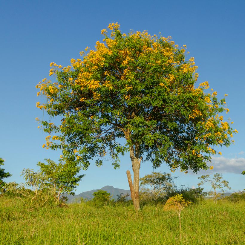 Tecoma stans - Gele bignonia (Plant habit)