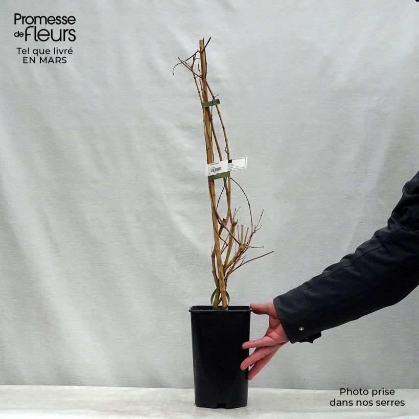 Example of Tecomaria (Tecoma) capensis - Chèvrefeuille du Cap Pot van 2 l/3 l as you get in hiver