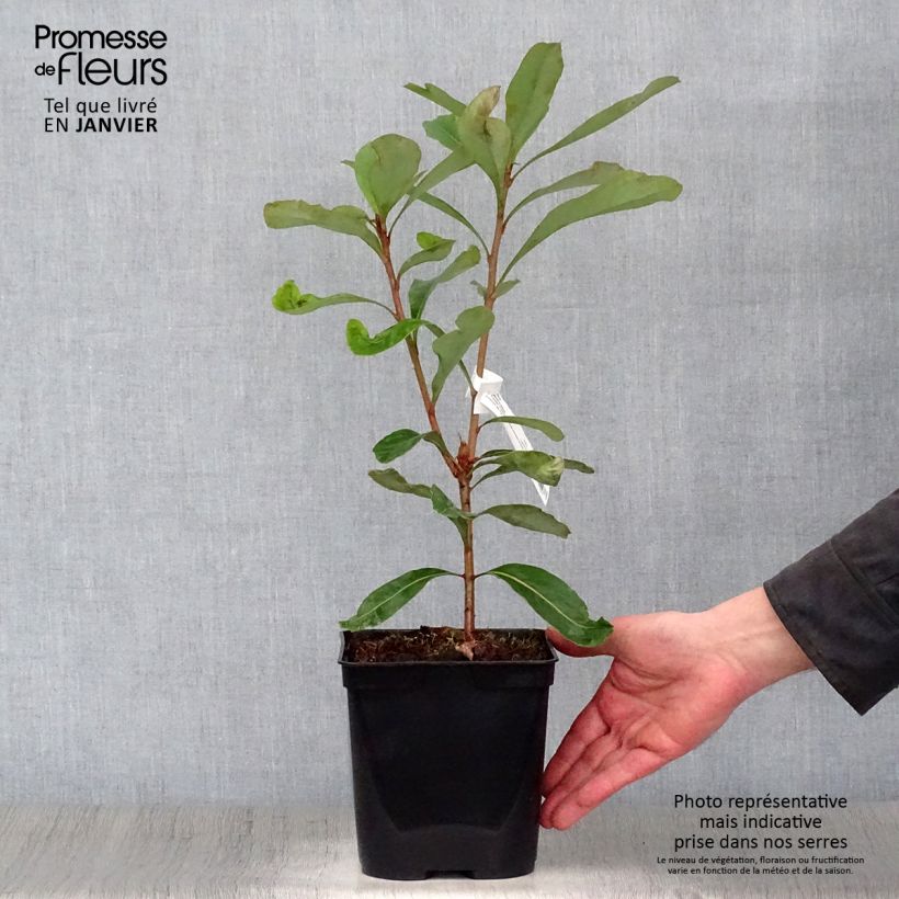 Example of Telopea Emperor's Torch Pot van 2 l/3 l as you get in hiver