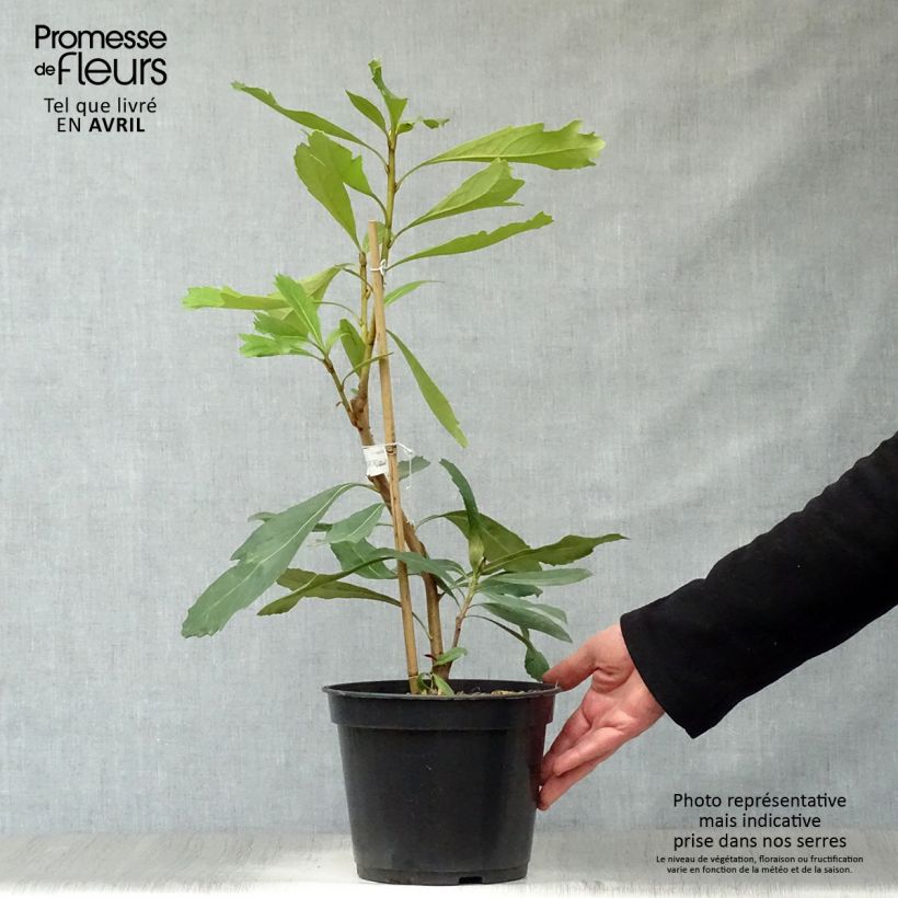 Exemplaar van Telopea Shady Lady Yellow - Waratah Pot van 4 l/5 l zoals geleverd in de lente