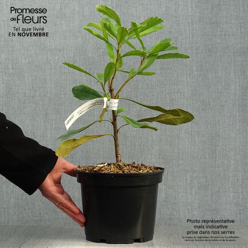Exemplaar van Telopea Shady Lady Yellow - Waratah Pot van 4 l/5 l zoals geleverd in de herfst