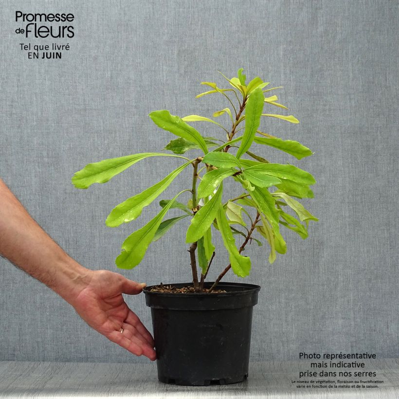 Exemplaar van Telopea Shady Lady Yellow - Waratah Pot van 4 l/5 l zoals geleverd in de zomer