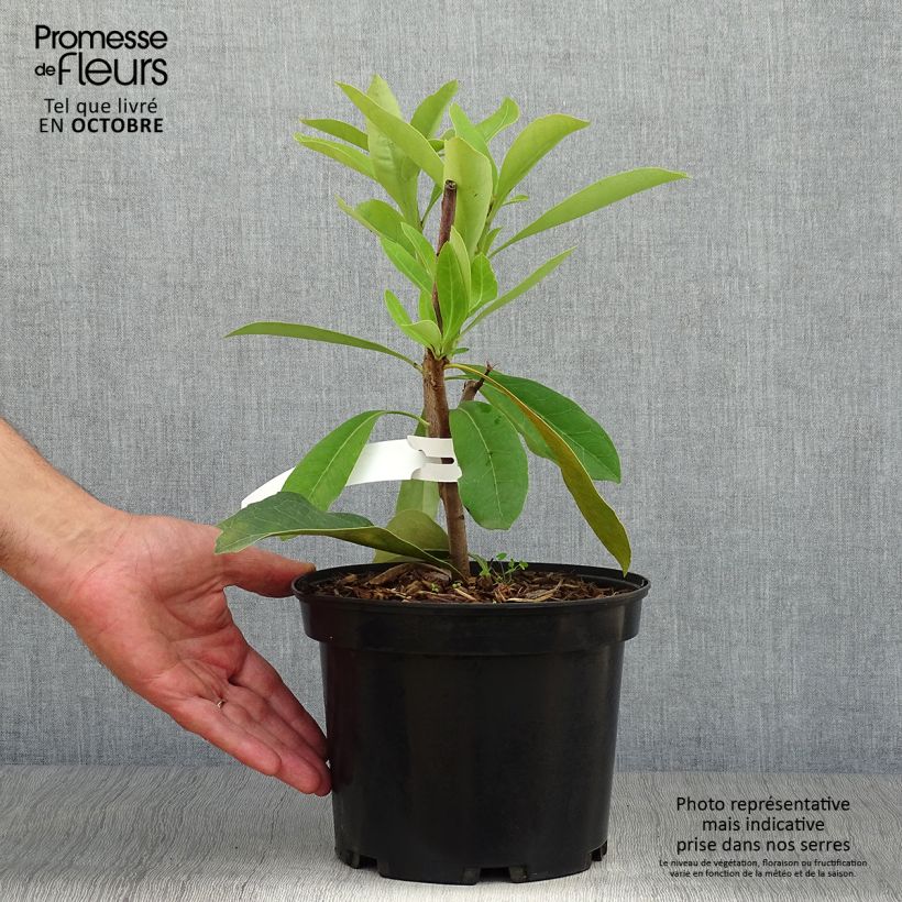 Exemplaar van Telopea speciosissima - Waratah Pot van 4 l/5 l zoals geleverd in de herfst