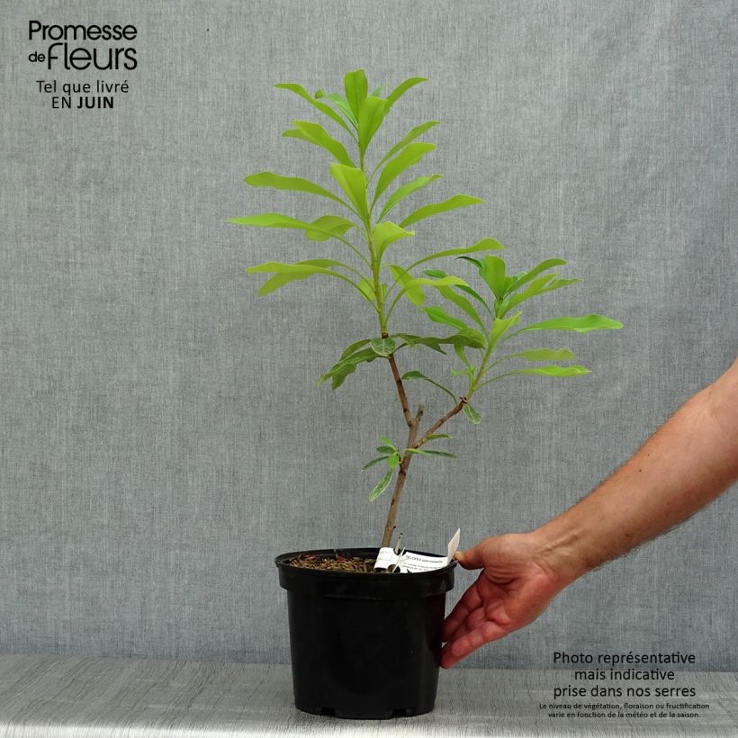 Exemplaar van Telopea speciosissima - Waratah Pot van 4 l/5 l zoals geleverd in de zomer