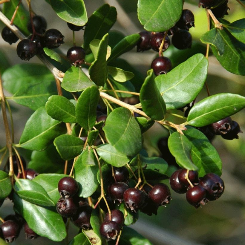 Temu divaricatum Heaven Scent - Blepharrocalix cruckshanksii (Harvest)