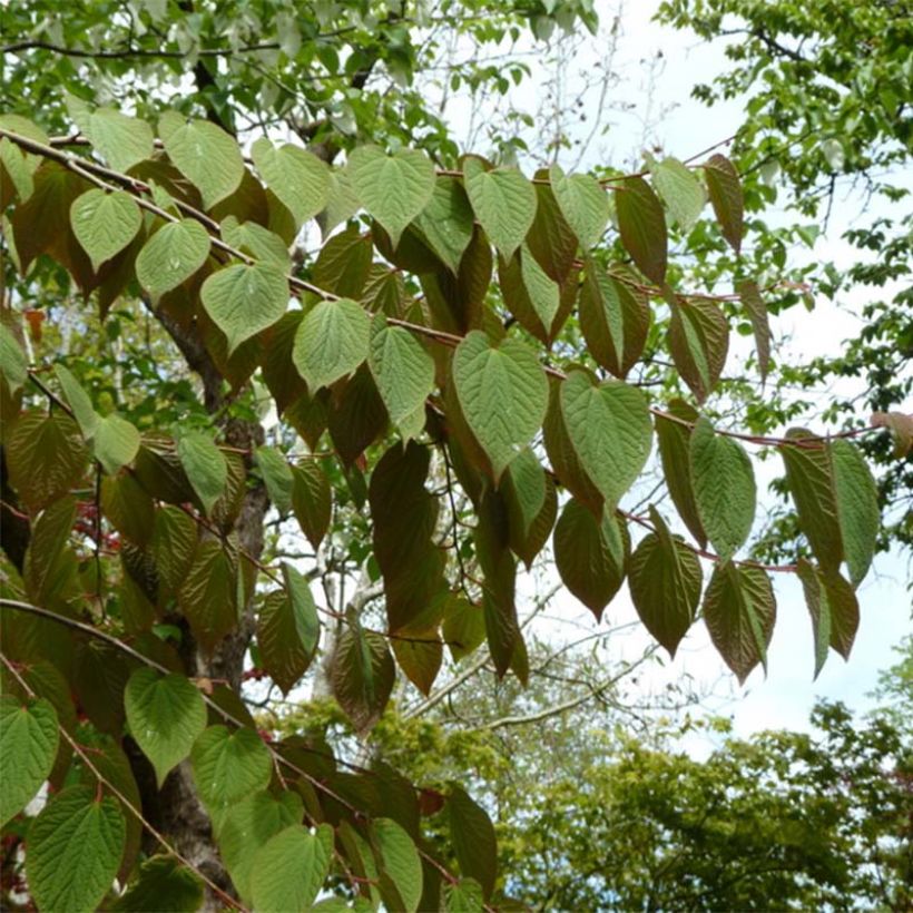 Tetracentron sinense - Sporenboom (Foliage)