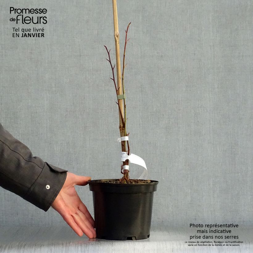 Example of Tetracentron sinense Pot van 2 l/3 l as you get in hiver