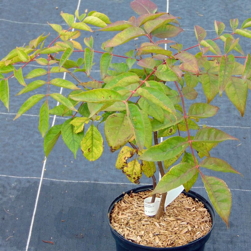 Tetradium daniellii - Bijenboom (Plant habit)