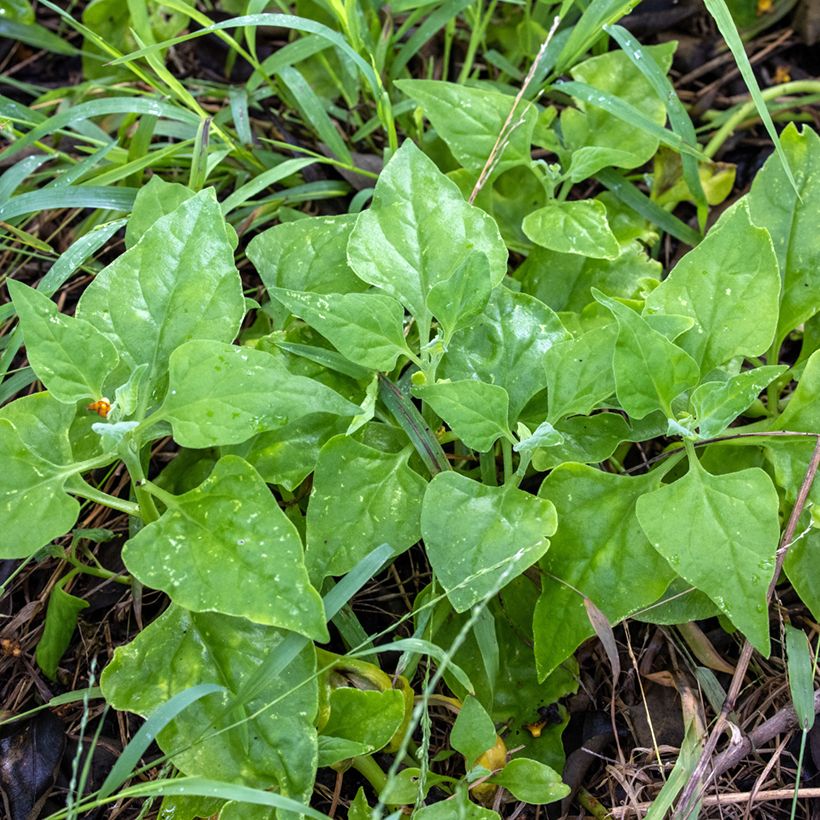 Nieuw-Zeelandse spinazie - Tetragonia tetragonoides (Blad)