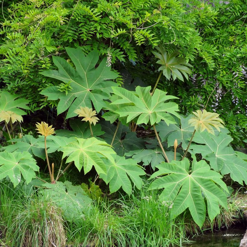 Tetrapanax papyrifera Rex - Rijstpapierplant (Plant habit)
