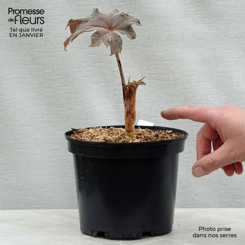 Example of Tetrapanax papyrifera Rex - Rijstpapierplant Pot van 3 l/4 l as you get in hiver