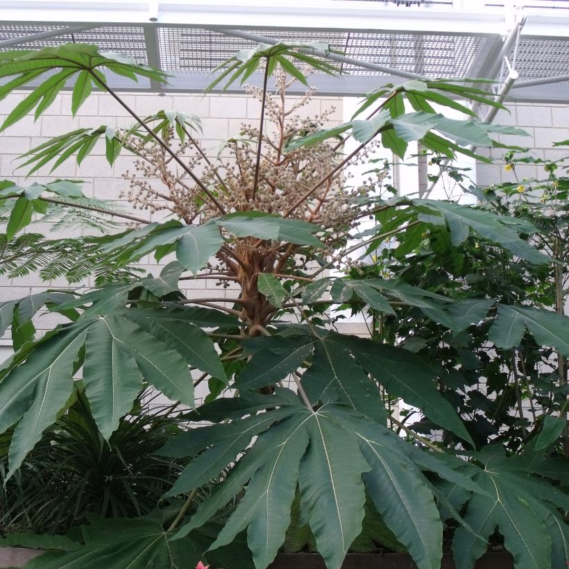 Tetrapanax papyrifera Rex - Rijstpapierplant (Foliage)