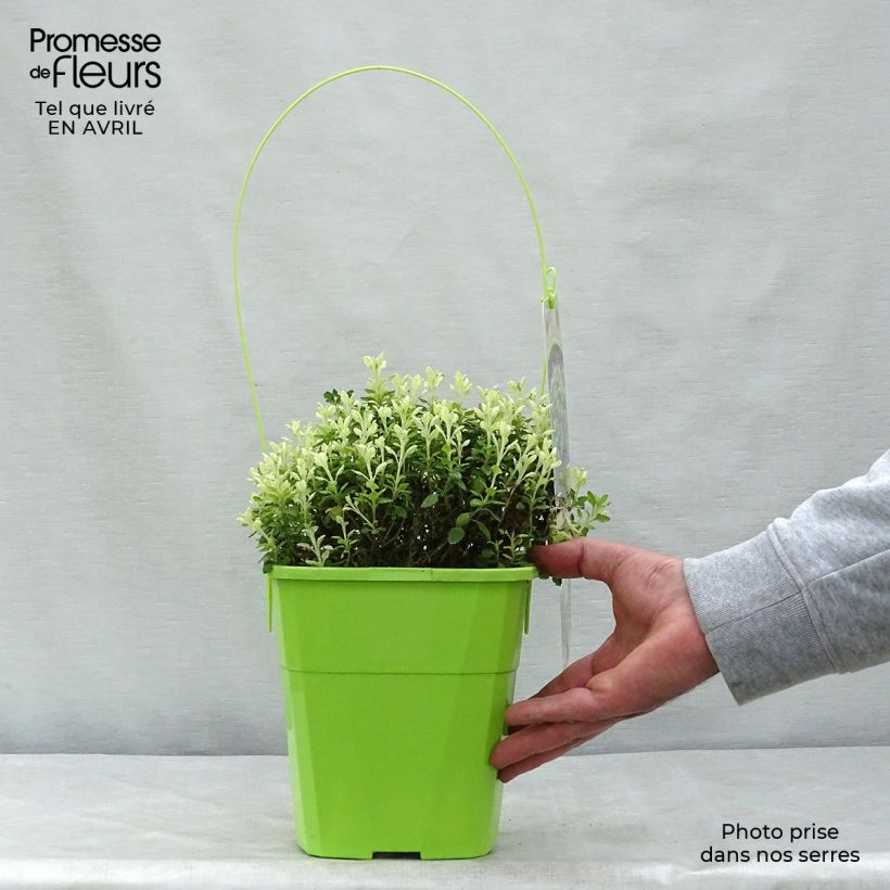 Exemplaar van Teucrium lucidrys Lucky Gold - Gamander Pot van 4 l/5 l zoals geleverd in de lente