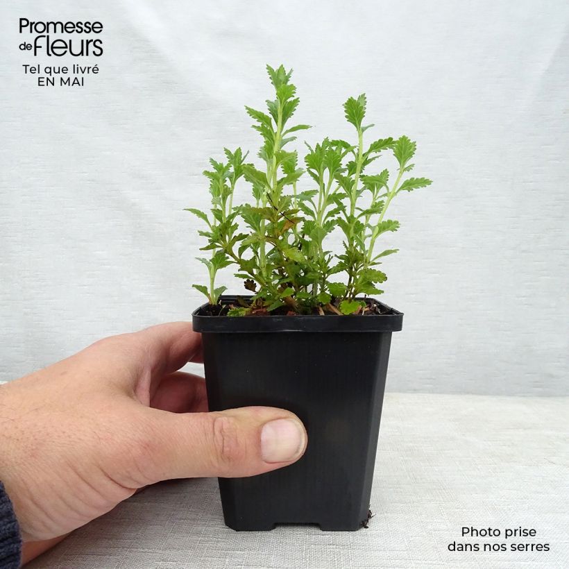 Exemplaar van Teucrium chamaedrys Alba - Echte gamander Kweekpotje van 8/9 cm zoals geleverd in de lente