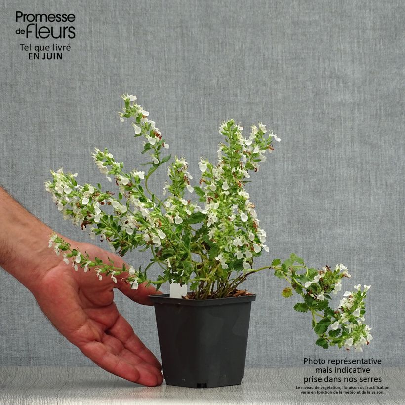 Exemplaar van Teucrium chamaedrys Alba - Echte gamander Kweekpotje van 8/9 cm zoals geleverd in de zomer