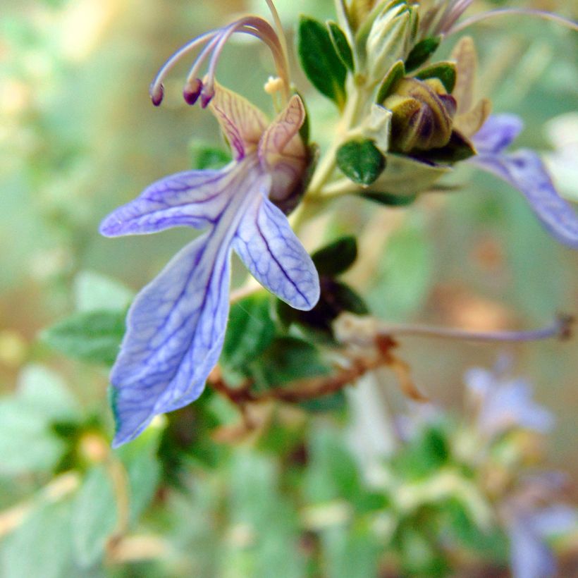 Teucrium fruticans Azureum - Gamander (Flowering)