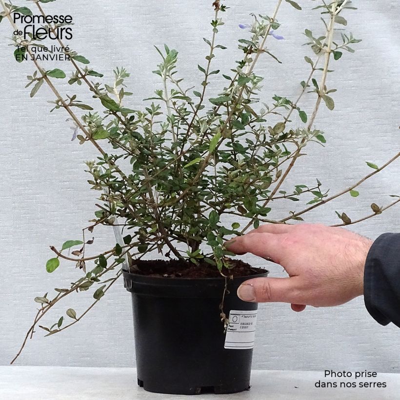 Example of Teucrium fruticans Azureum  Pot van 2 l/3 l as you get in hiver