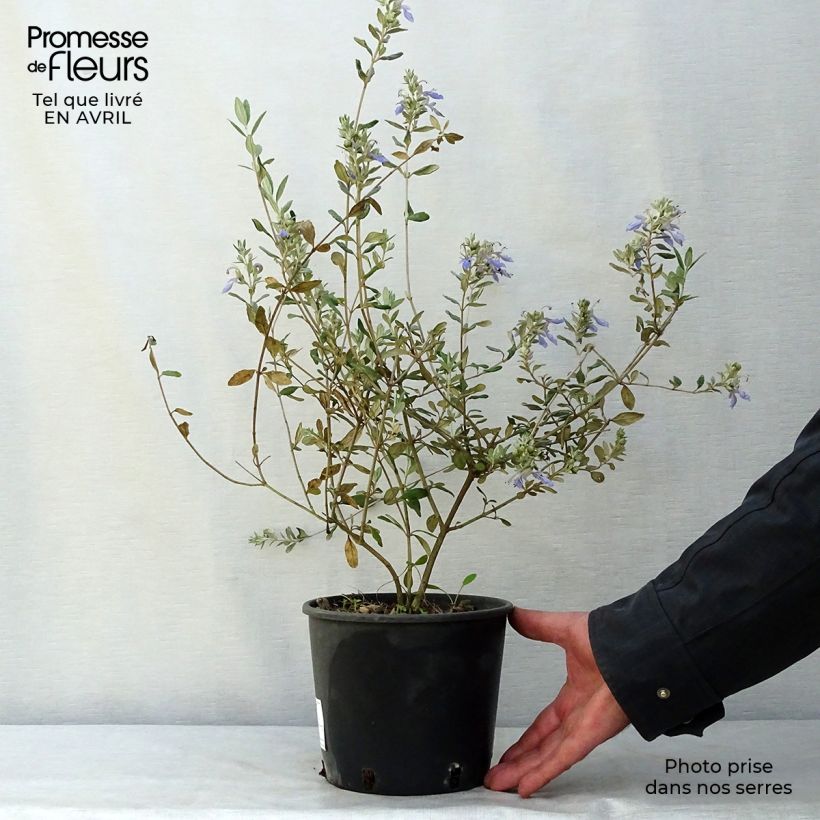 Exemplaar van Teucrium fruticans Azureum - Gamander Pot van 2 l/3 l zoals geleverd in de lente