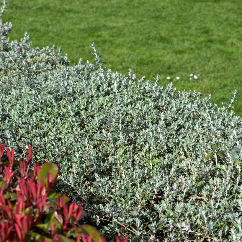 Teucrium fruticans Selection Erecta - Gamander (Groeiplaats)