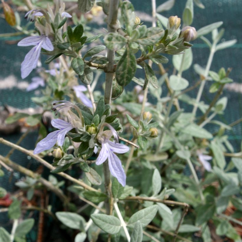 Teucrium fruticans - Struikgamander (Foliage)
