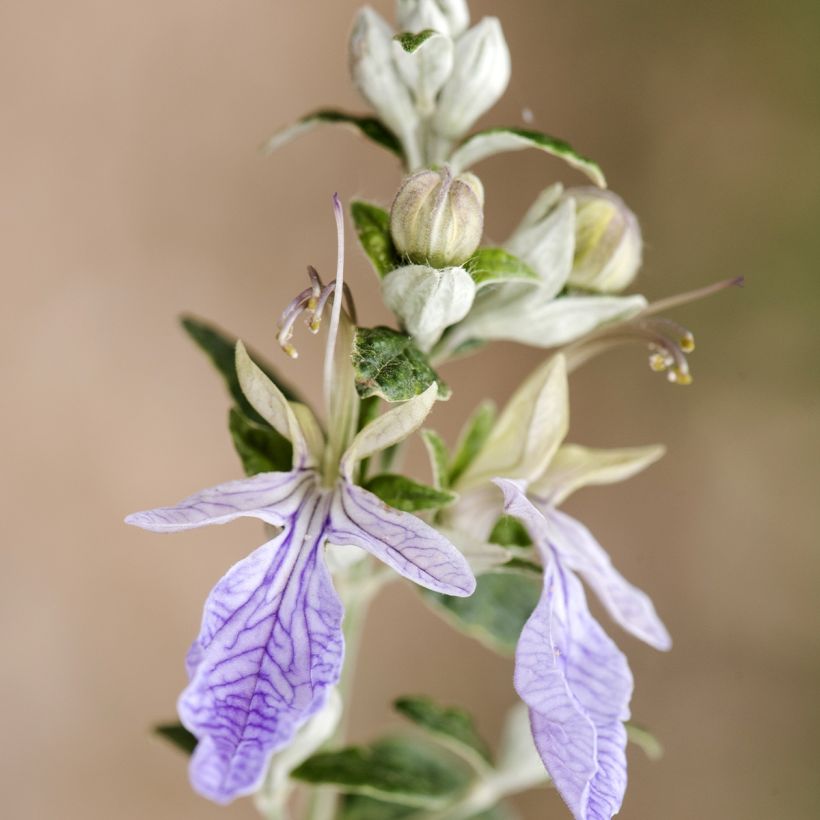 Teucrium fruticans - Struikgamander (Flowering)
