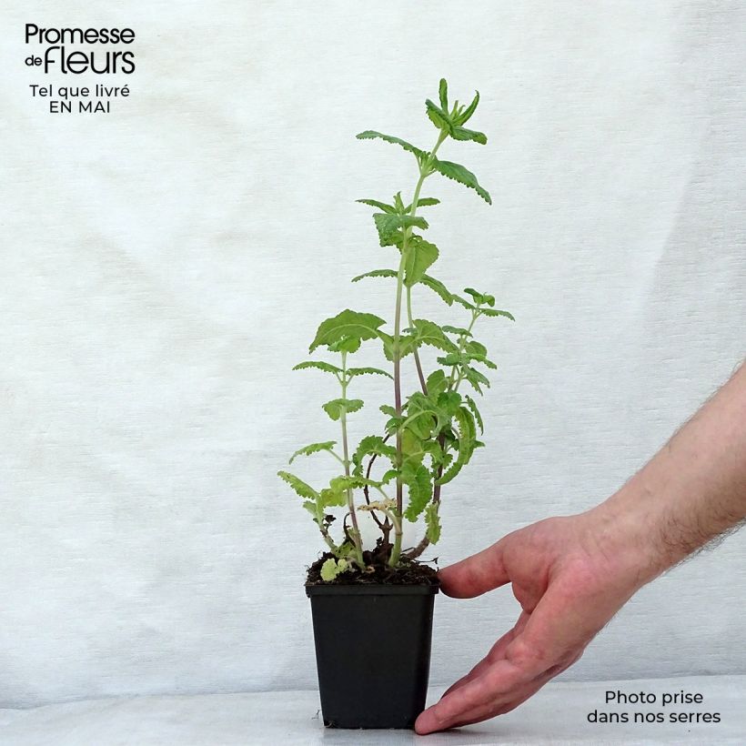 Exemplaar van Teucrium hircanicum - Gamander Kweekpotje van 8/9 cm zoals geleverd in de lente