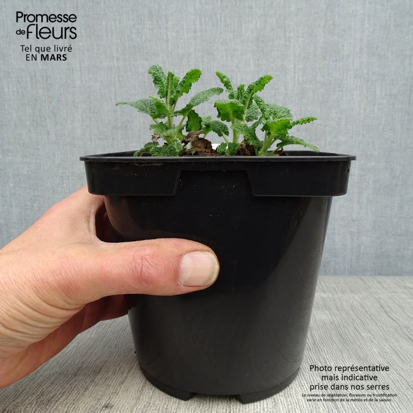 Exemplaar van Teucrium hircanicum Paradise Delight - Gamander Pot van 2 l/3 l zoals geleverd in de lente