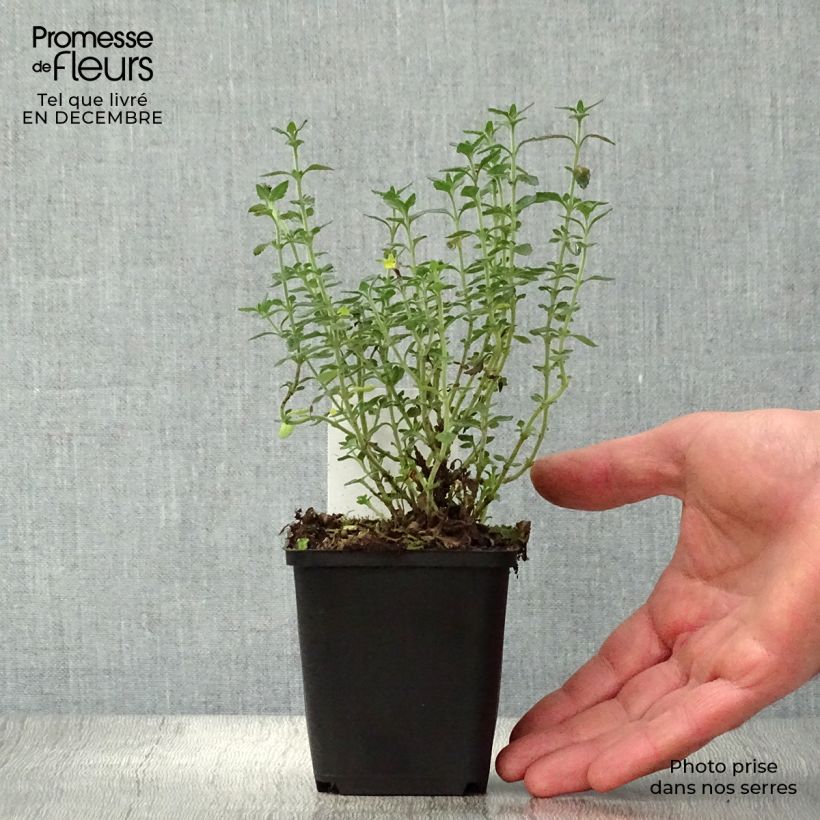 Example of Teucrium lucidrys - Gamander Kweekpotje van 8/9 cm as you get in hiver