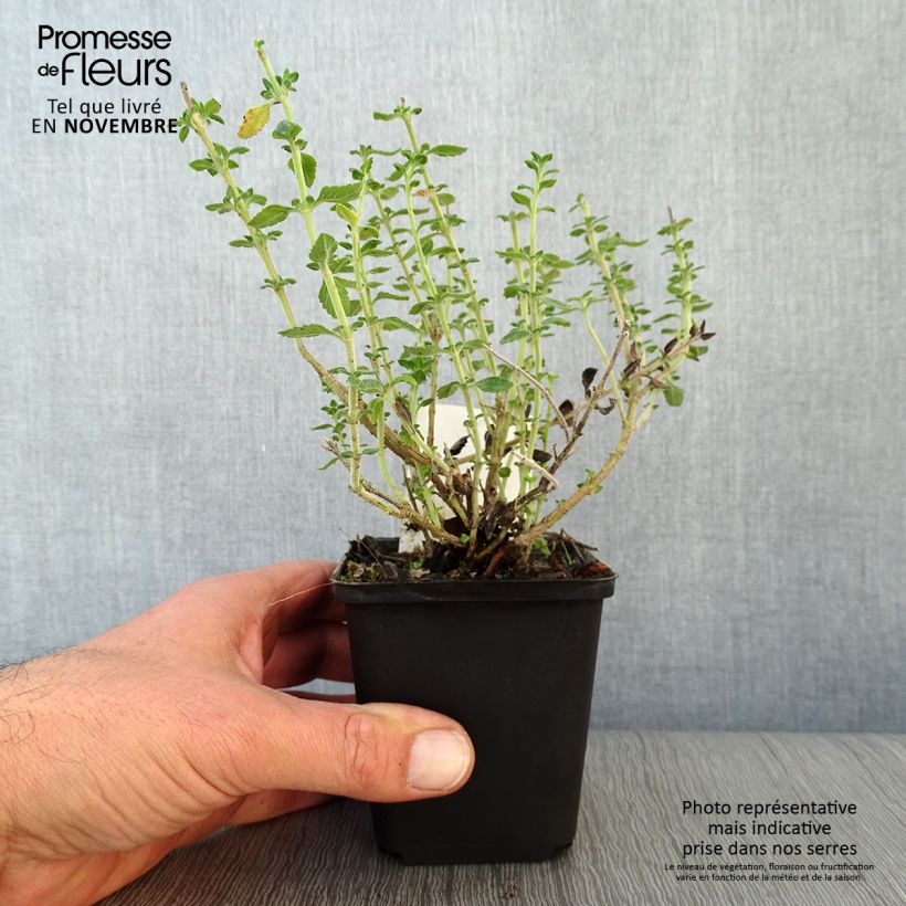 Exemplaar van Teucrium lucidrys - Gamander Kweekpotje van 8/9 cm zoals geleverd in de herfst