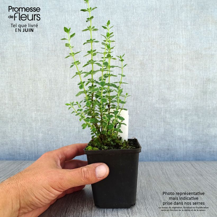 Exemplaar van Teucrium lucidrys - Gamander Kweekpotje van 8/9 cm zoals geleverd in de zomer