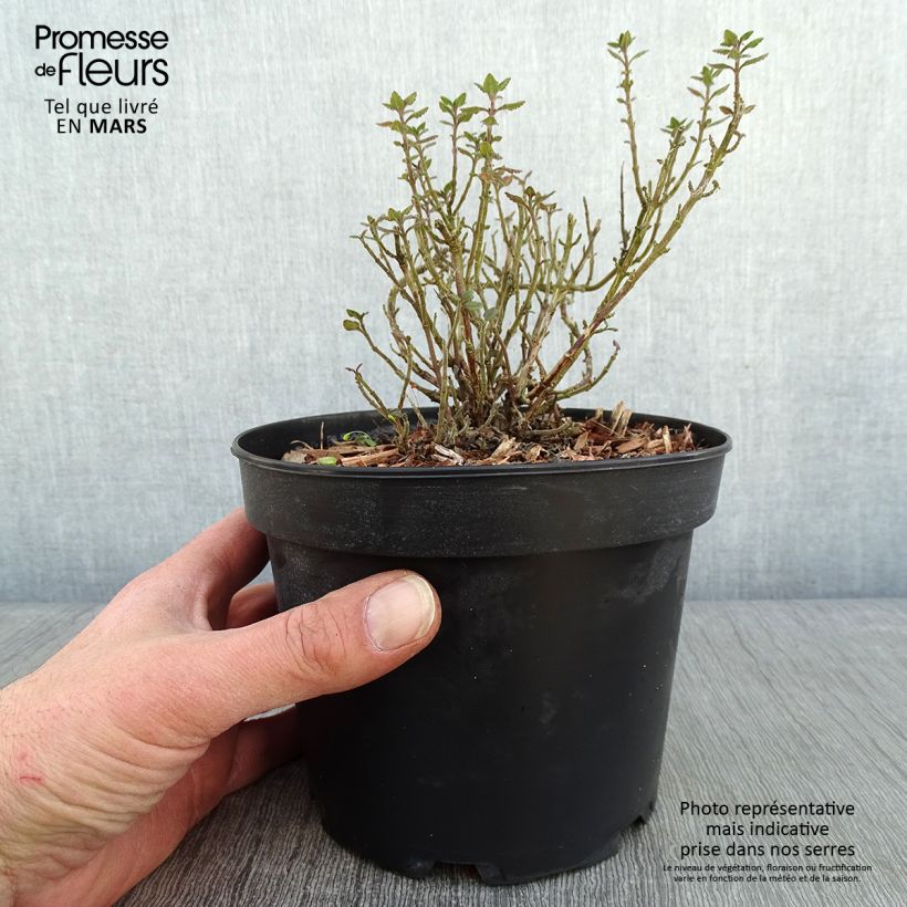 Example of Teucrium lucidrys - Gamander Pot van 2 l/3 l as you get in hiver