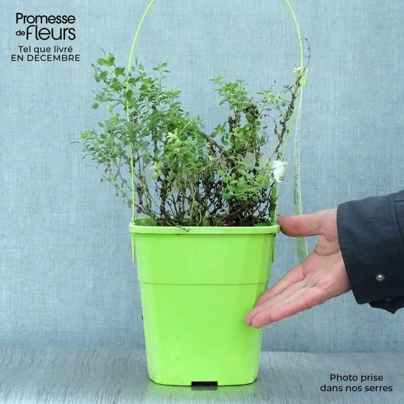 Exemplaar van Teucrium lucidrys Lucky Gold - Gamander Pot van 4 l/5 l zoals geleverd in de winter