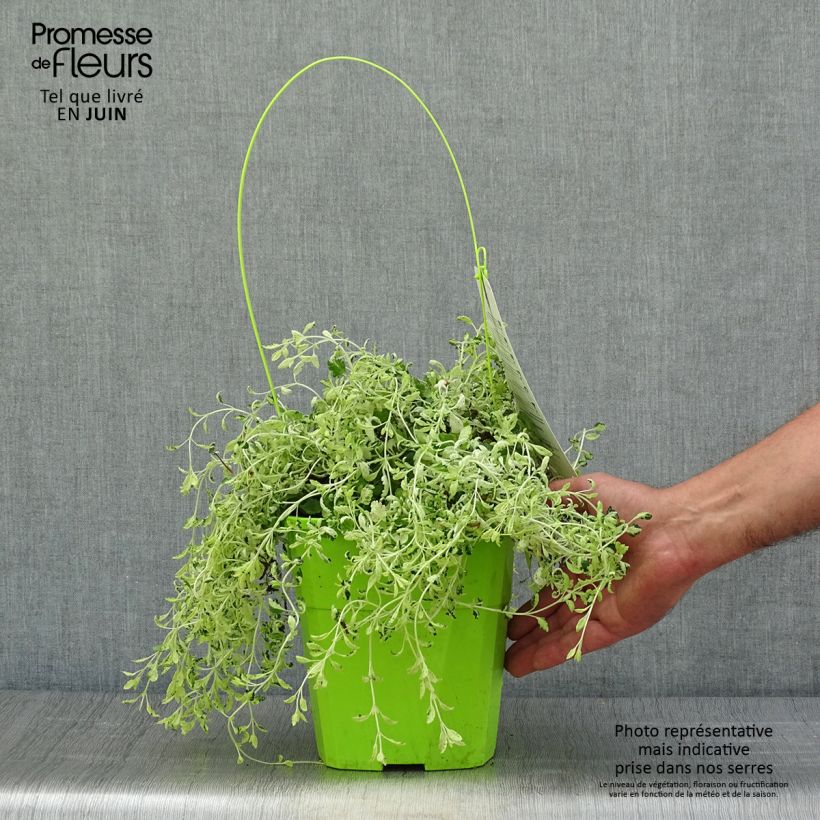 Exemplaar van Teucrium lucidrys Lucky Gold - Gamander Pot van 4 l/5 l zoals geleverd in de zomer