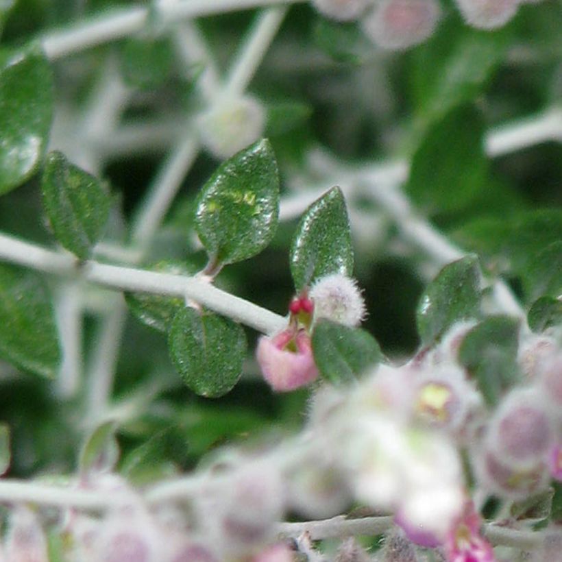 Teucrium marum - Amberkruid (Blad)