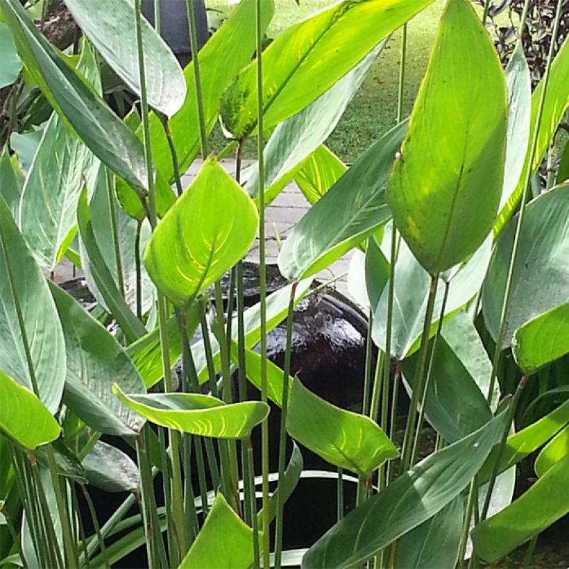 Thalia dealbata - Alligatorvlag (Foliage)