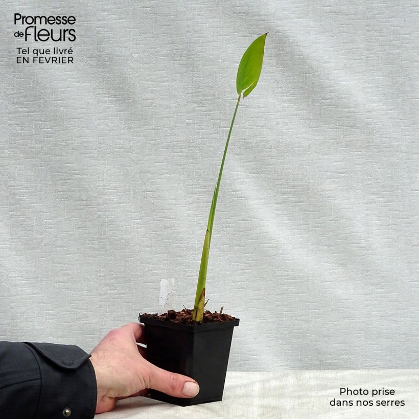 Example of Thalia dealbata - Thalie blanche Kweekpotje van 8/9 cm as you get in hiver